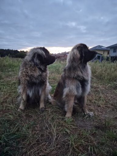 Zwei Leonberger-Hunde sitzen auf einer Wiese und schauen in verschiedene Richtungen.