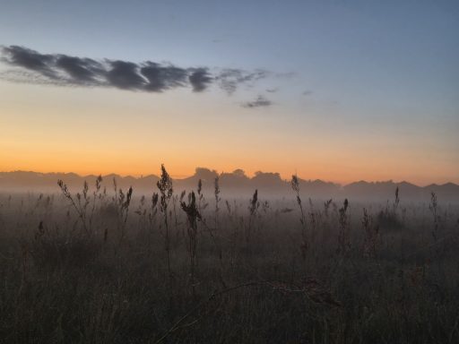 Morgendämmerung über einem nebligen Feld mit Silhouetten von Gräsern und Bergen.