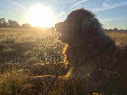 Sonnenuntergang mit einem Hund, der auf einer Wiese sitzt und entspannt schaut.