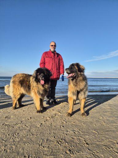 Person mit zwei Leonberger-Hunden am Strand bei klarem Himmel.