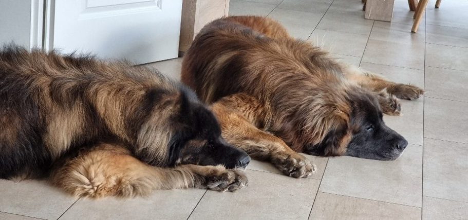 unsere beiden Leonberger Zwei entspannten Hunde auf einem Fliesenboden.
